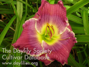 Daylily Phantom Memories